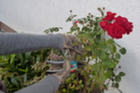 Vorsicht vor Dornenstich-Verletzungen bei der Gartenarbeit